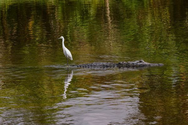 Jones, Adam 아티스트의 Snowy Egret riding on top of American alligator-Florida작품입니다.